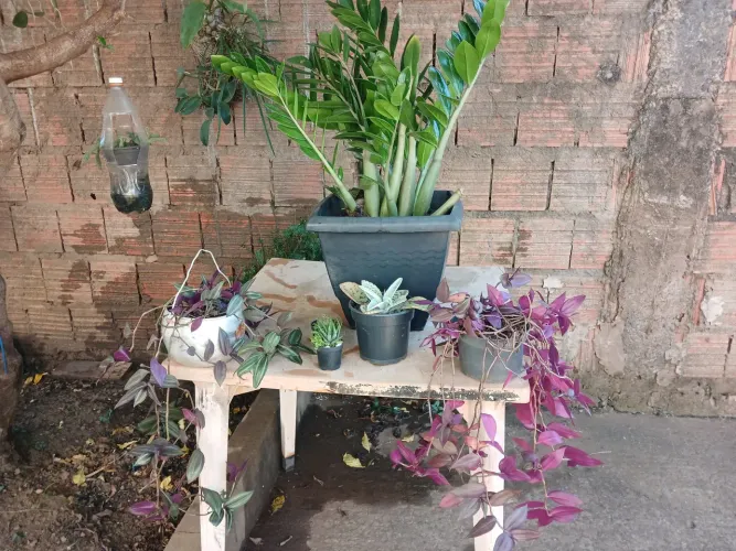 Plantas