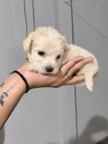 Poodle micro