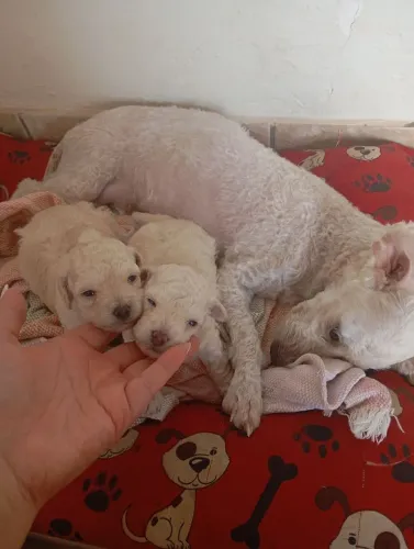 Cachorro poodle raça pura 