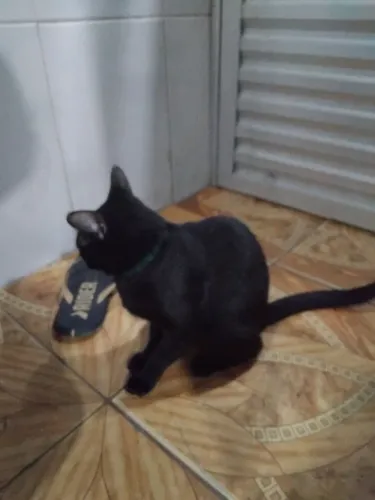 Gata fêmea doação 