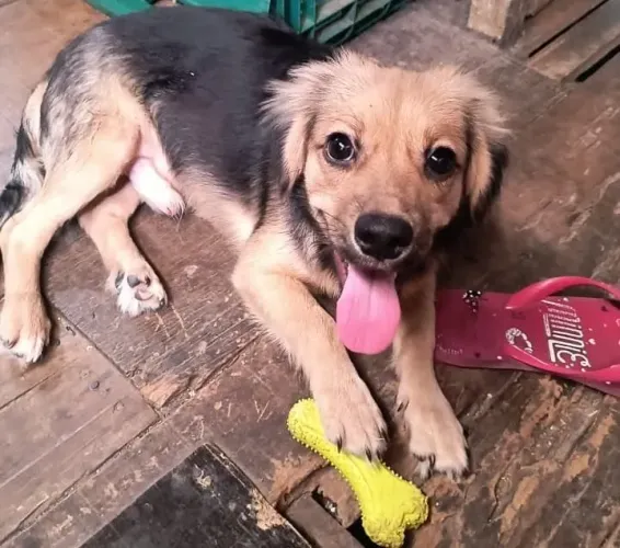 Cãozinho para adoção