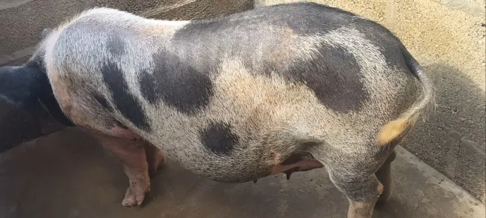 Vendo Porca gorda