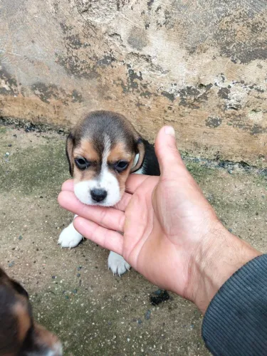 Filhotes de beagle
