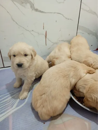 Filhotes de Golden | Quem ama cachorro vive mais feliz