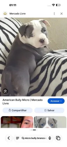 PROCURO BULLY FILHOTE BLUE COM BRANCO OU MERLE