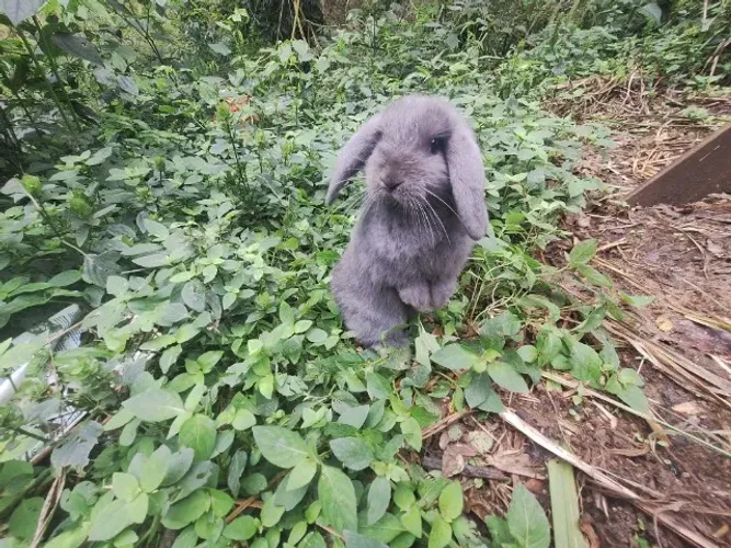 FILHOTES DE COELHO DA RAÇA MINI LOP