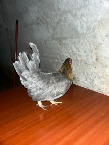 Vende- se 2 Galize igual 