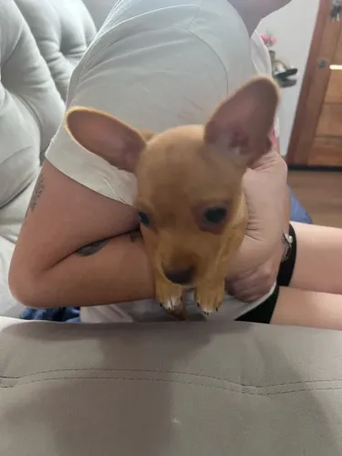 Pinscher