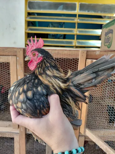 Vendo um galinho raça serama macho