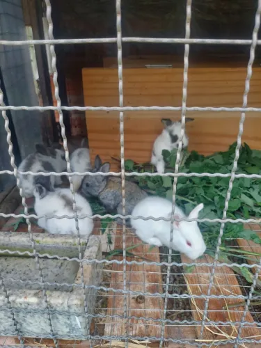 Coelhos