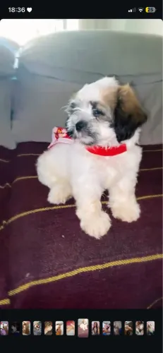 Vendo shih Tzu