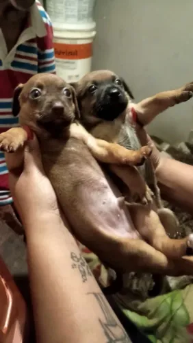 Pinscher misturado com Basset, pequeno