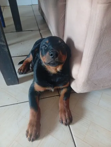 Vendo cão ? 