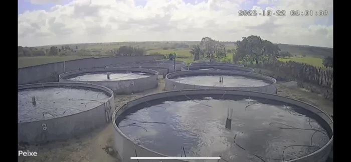 Ótima oportunidade de comprar granja completa, com uma fazenda de tilápia dentro.
