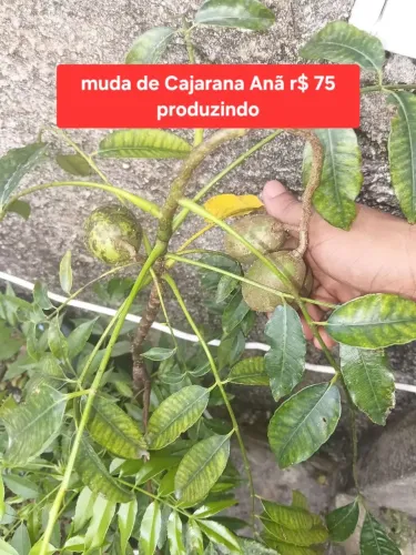 Muda de Cajarana Anã já com frutas