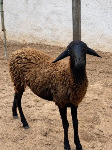Ovelha marrom de cara preta - 6 a 8 meses