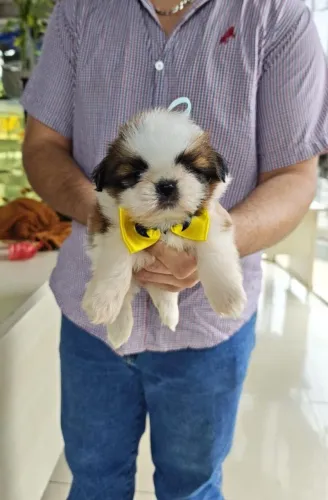 Vendo filhotes de Shih Tzu pronta entrega 