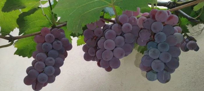 Vende-se mudas Frutíferas