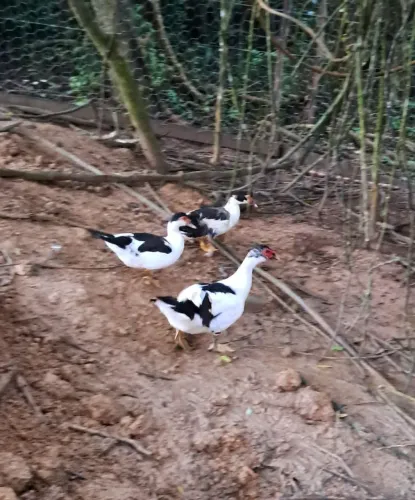 Vendo um pato macho e duas fêmeas