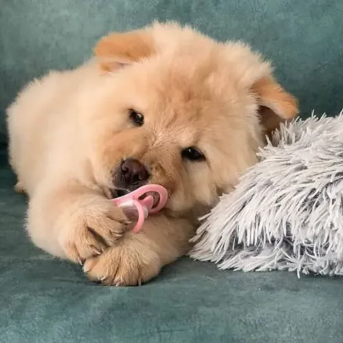 Filhote Chow-chow, O pacote completo: fofura, lealdade e muito carinho!