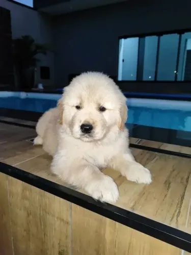 Golden Retriever Um cachorrinho assim transforma qualquer silêncio em alegria
