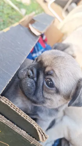 Filhotes de pug