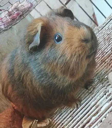 Porquinhos da índia