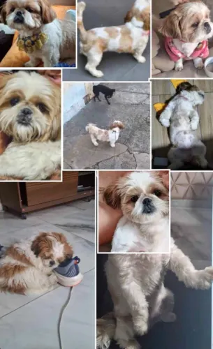 Shih Tzu fêmea para adoção responsável