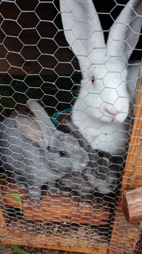 Filhotes de coelhos