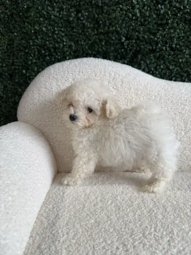 Poodle toy branco fêmea disponível  
