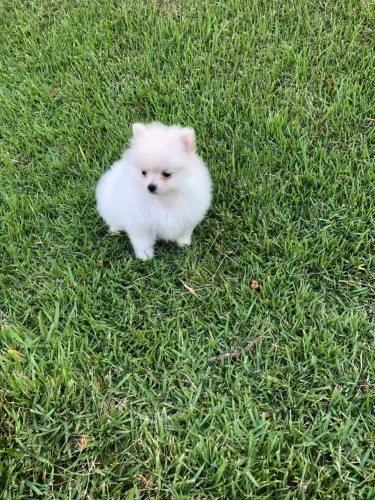 Lulu pomerania/spitz alemao