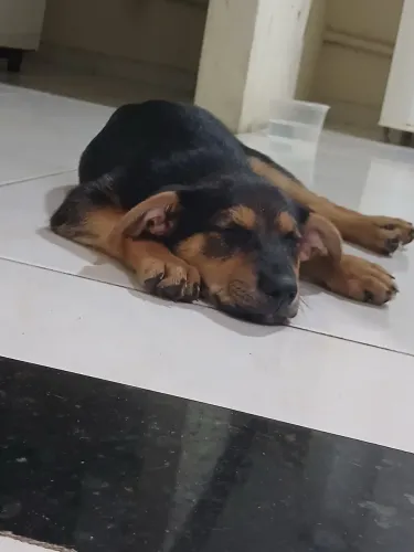 Doação de filhotes rottweiler com labrador 