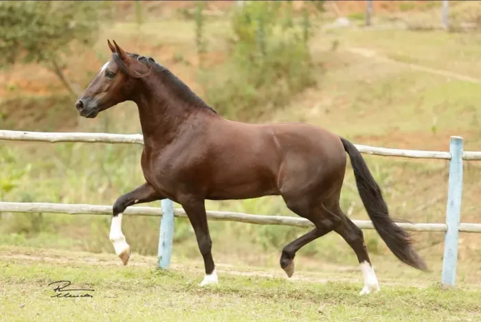 CAVALO DE ALTO PADRÃO - REPRODUTOR E CAMPEÃO** ?
