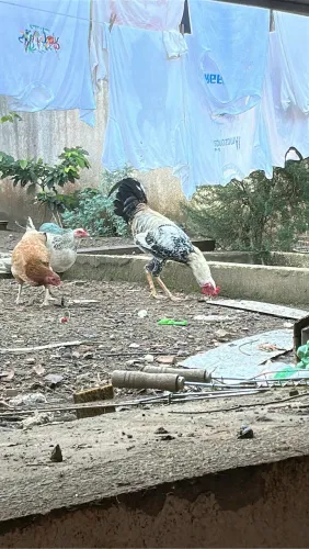 GALO