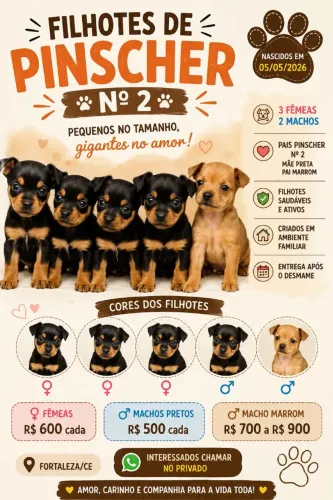 ? FILHOTES DE PINSCHER Nº 2 DISPONÍVEIS ?