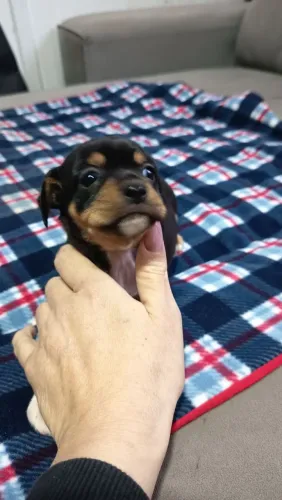 Pinscher filhotes lindos parcelo e entrego 