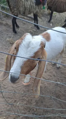 Mini bode Boer