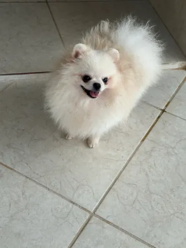 Macho de Spitz