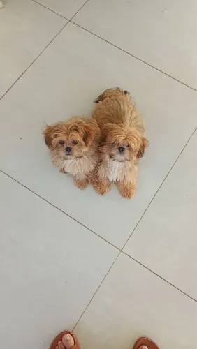Filhote de shitzu macho 3 meses