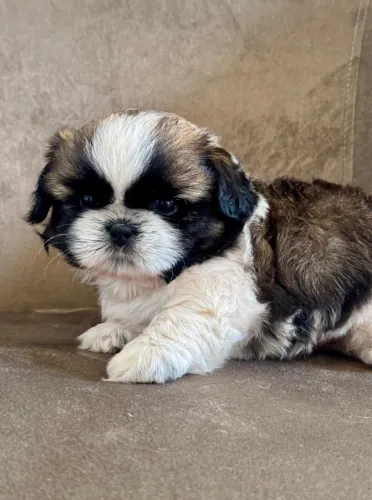 Shih Tzu macho - pedigree e garantia de saúde 