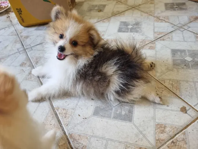 Spitz Alemao / Lulu da Pomeranea