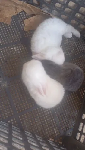 Coelhos pequenos 