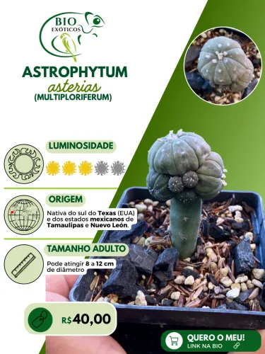 Cacto Astrophytum coleção