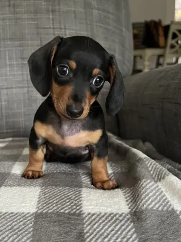 Basset daschund um amigo que vai transformar sua rotina