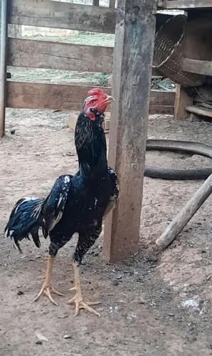 Galo índio pintado