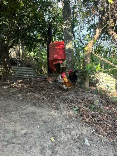 Machos de Garnise 