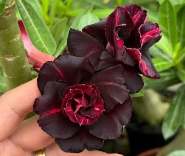 Rosas do deserto 