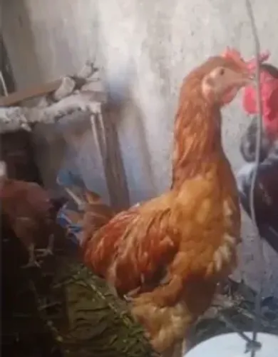 Frango Pesadão