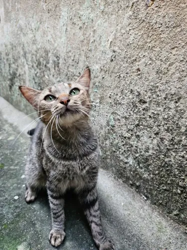 Gatinha para Adoção 