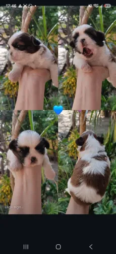 Shitzu disponível pra reserva. Machos e Fêmea.